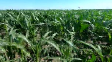 Mısır tarlası. Güneşli bir yaz gününde mısır tarlasının yanında yürüyen biri. Sahada uzun yeşil mısır bitkileri var. Bakış açısı. Tarım endüstrisi tarım tarımı.