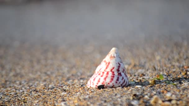 晴れた夏の日に海岸の海の波の水の近くの砂浜の貝殻 コンセプト休暇観光リラックス旅行休暇 自然の熱帯海岸線 自然背景 — ストック動画