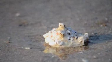 Güneşli bir yaz gününde, deniz dalgalarının yanında kumlu bir sahilde deniz kabuğu. Tatil turizmi gevşeme tatili kavramını ele alalım. Doğa tropik sahil şeridi. Doğal arkaplan