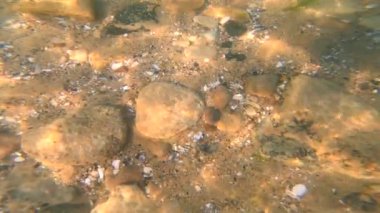 Güneşli havalarda deniz kabuklarıyla kaplı kayalık deniz tabanındaki suya bak. Şeffaf su. Suda dalgalanmalar, güneş parlaması, yansıma güneşi yüzey kumunda dalgalanmalar. Doğa, doğal altyapı. Yavaş çekim