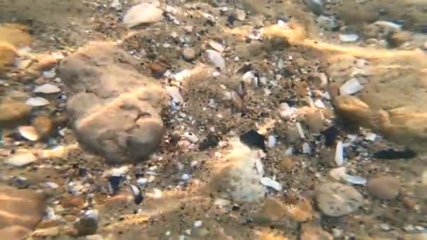 Güneşli Havalarda Deniz Kabuklarıyla Kaplı Kayalık Deniz Tabanındaki Suya Bak — Stok video