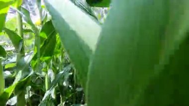 Yüksek yeşil mısır bitkilerinde yürüyen ve güneşli bir yaz gününde büyük yeşil yapraklara çarpan bir insan. Mısır tarlasında yürüyen bir adam. Bakış açısı. Tarım endüstrisi tarımsal tarım tarlası. Mısır Tarlası.