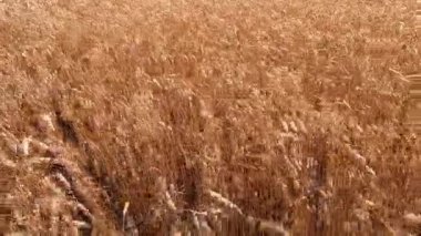 Sarı olgun kulaklar buğday tarlasında rüzgardan sarkan buğday başakları. Tarım endüstrisi tarım tarlası. Hasat mahsulü. Tahıl ekimi. Çiftçilik arka planı. Tarım geçmişi