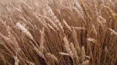 Sarı olgun kulaklar buğday tarlasında rüzgardan sarkan buğday başakları. Tarım endüstrisi tarım tarlası. Hasat mahsulü. Tahıl ekimi. Çiftçilik arka planı. Tarım geçmişi