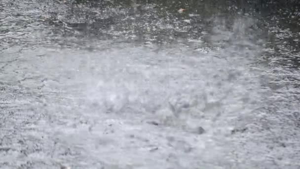 Hujan Hujan Menetes Tetes Hujan Lebat Menetes Aspal Curah Hujan — Stok Video