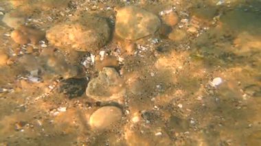 Güneşli havalarda deniz kabuklarıyla kaplı kayalık deniz tabanındaki suya bak. Şeffaf su. Suda dalgalanmalar, güneş parlaması, yansıma güneşi yüzey kumunda dalgalanmalar. Doğa, doğal altyapı. Yavaş çekim