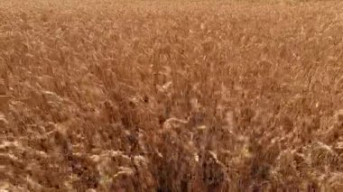 Sarı olgun kulaklar buğday tarlasında rüzgardan sarkan buğday başakları. Tarım endüstrisi tarım tarlası. Hasat mahsulü. Tahıl ekimi. Çiftçilik arka planı. Tarım geçmişi