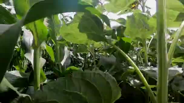 Человек Проходящий Через Высокие Большие Зеленые Кукурузные Растения Ударяющийся Большие — стоковое видео