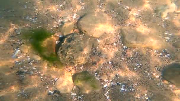 Utsikt Genom Vattnet Steniga Havsbotten Med Skal Gröna Alger Alger — Stockvideo