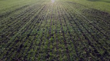 Yeşil tarlalar, güneşli bahar günlerinde, tahıl filizleri ve mavi gökyüzü. Tarım tarlası yeşil bitkilerinin üzerinde uçuyorlar. Tarım endüstriyel manzarası. Tarım çiftliği manzarası