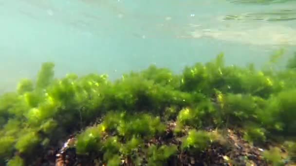 透明度の高い水の中の緑藻は 日当たりの良い日には海の波の流れに揺れる 緑の植物は水の下で石の上で成長し 水の動きから移動する 水面に波紋 水中の景色 — ストック動画