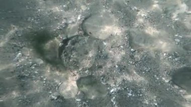 Deniz kabuklarıyla kaplı kayalık deniz tabanının, güneşli havalarda yeşil yosunların içine bakın. Sudaki dalgalanmalar, güneş parlaması, yüzeydeki kumların yansıması. Şeffaf su. Doğal doğa geçmişi.