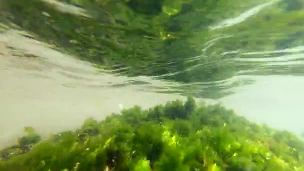 透明度の高い水の中の緑藻は 日当たりの良い日には海の波の流れに揺れる 緑の植物は水の下で石の上で成長し 水の動きから移動する 水面に波紋 水中の景色 — ストック動画
