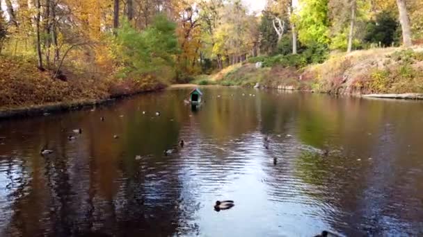Flug Über Die Wasseroberfläche Des Sees Mit Schwimmenden Enten Park — Stockvideo