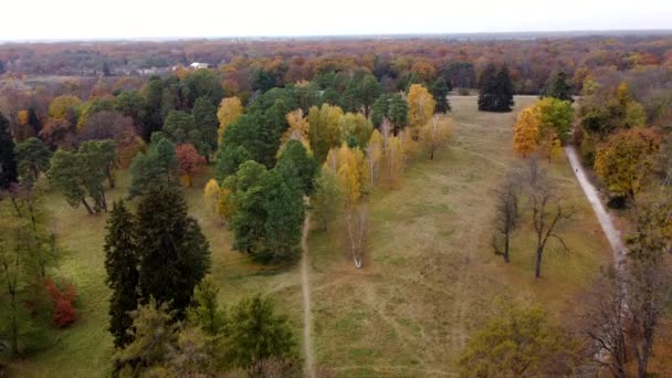 Park Herbst Viele Verschiedene Bäume Grüne Kiefern Bäume Mit Gelben — Stockvideo
