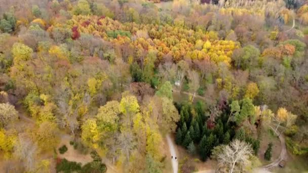 緑の葉 土のパスを持つ多くの異なる木は 人々が歩いて 落ちて乾燥した葉 曇りの秋の日に白鳥と湖 自然の背景 最上階だ 空中ドローンビュー — ストック動画