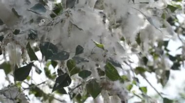 Poplar blossom. Poplar fluff down. Fluffy white poplar flowers on a tree branch. Large inflorescences of white fluff blossom and green leaves close-up. Poplar fluffing. Natural bloom flowering tree