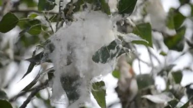 Poplar blossom. Poplar fluff down. Fluffy white poplar flowers on a tree branch. Large inflorescences of white fluff blossom and green leaves close-up. Poplar fluffing. Natural bloom flowering tree