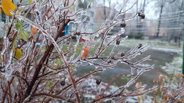 在冬季的特写中 在霜冻中雨后被冰覆盖的丛生灌木 冻死的植物在冰雨之后冻雨 一个自然现象 自然背景 — 图库视频影像