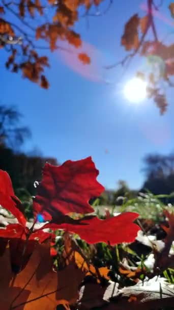 美しい鮮やかな赤いオークの葉は 森の中のクリアリングで緑の芝生の中で成長し 青い澄んだ空のクローズアップで晴れた日に風に揺れる 一番下だ 自然環境の背景 垂直ビデオ — ストック動画