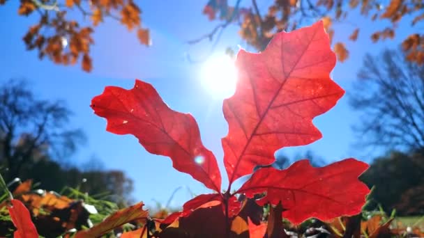Smukke Lyse Røde Egeblade Vokser Grønt Græs Lysning Skov Svajer – Stock-video