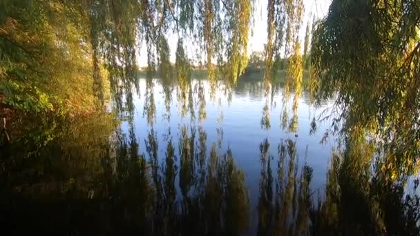 Güneşli Bir Yaz Gününde Bir Nehrin Pürüzsüz Sakin Yüzeyinde Söğüt — Stok video