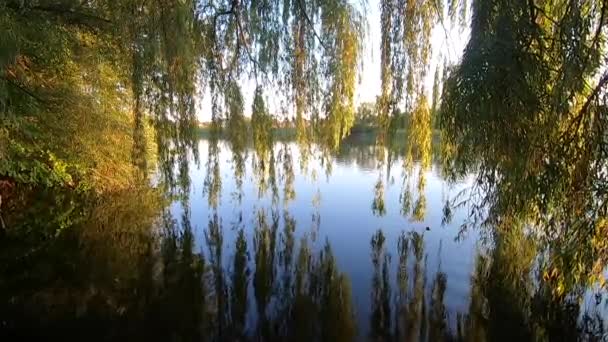Reflection Long Descending Branches Willow Tree Smooth Calm Surface Water — Stock Video