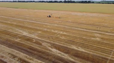 Hasattan sonra tarladaki saman yığınlarını temizliyorum. Traktör, yaz akşamları buğday topladıktan sonra saman yığını topluyor. Hava aracı görüntüsü. Çim biçilmiş mısır gevreği tarlası. Hasat, hasat.
