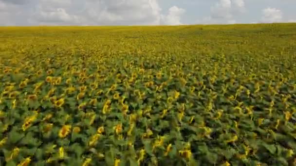 Landscape Field Sunflowers Sky White Clouds Summer Day Sunflower Crop — Stock video