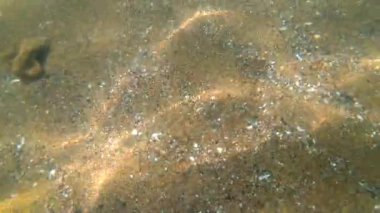 Denizin dibindeki kumlu su yüzeyine yansıyan güneş ışınlarıyla. Güneşli bir günde denizin kumlu dibindeki hareketlilik. Doğal arka plan Sualtı Görünümü