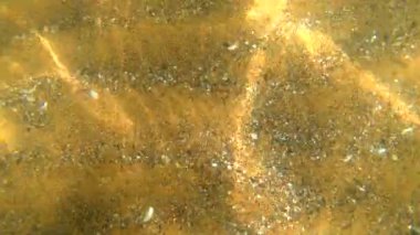 Kabuklu ve şeffaf suyla kumlu zeminin sualtı görüntüsü. Kum yatağı suyun altında. Suyun altında hareket var. Güneşin kumdaki dalgalanmaları. Doğal zemin, doğal zemin. Yavaş çekim
