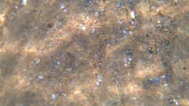 Kabuklu ve şeffaf suyla kumlu zeminin sualtı görüntüsü. Kum yatağı suyun altında. Suyun altında hareket var. Güneşin kumdaki dalgalanmaları. Doğal zemin, doğal zemin. Yavaş çekim