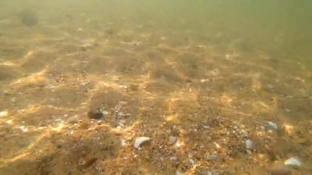 Vista Submarina Del Fondo Arenoso Con Piedras Conchas Agua Azul — Vídeo de stock