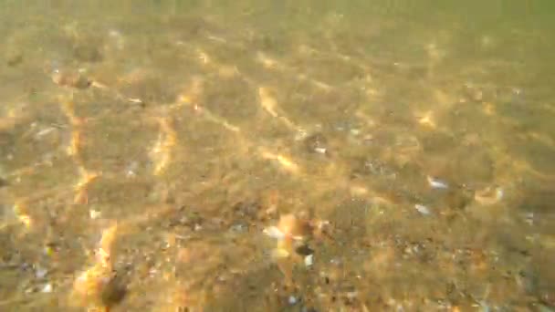 Podwodny Widok Piaszczyste Dno Muszlami Przezroczystej Wodzie Piasek Pod Wodą — Wideo stockowe