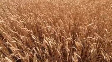 Sarı olgun kulaklar buğday tarlasında rüzgardan sarkan buğday başakları. Tahıl ekimi. Tarım endüstrisi tarım tarlası. Hasat mahsulü. Tarımsal arka plan Çiftçilik arka planı.