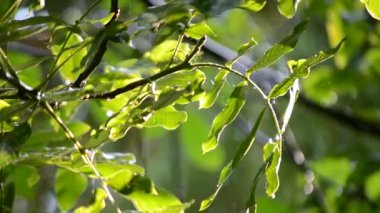 Yağmur. Şiddetli yağmur. Güneşli bir günde büyük yeşil yaprakların üzerine şiddetli yağmur damlıyor. Şiddetli yağmur damlaları güneşli bir günde ağaç dalına düşer. Damlıyor. Doğal yağış. Doğal arka plan. Güneş ışığı parlıyor