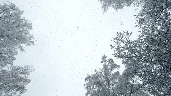 从天上掉下来的雪 下雪了在冬天 雪花从天上垂直落下来 覆盖着积雪的树梢 天上下了很多雪 冬季季节背景 雪地背景 — 图库照片