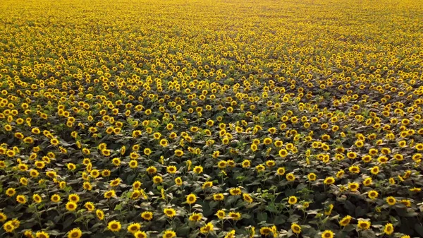 Large sunflower field. Big field of blooming sunflowers on sunny summer day. Scale field of blooming yellow sunflower flowers. Industrial cultivation of sunflowe. Agricultural field. Aerial drone view
