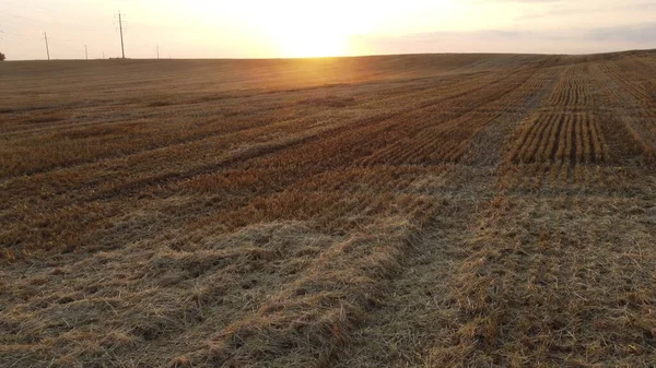 Flying Mowed Wheat Stalks Sunset Dawn Summer Sunset Sun Horizon — Φωτογραφία Αρχείου