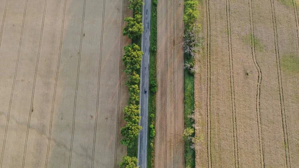 Cars Driving Road Trees Large Fields Yellow Ripened Wheat Summer — Fotografia de Stock