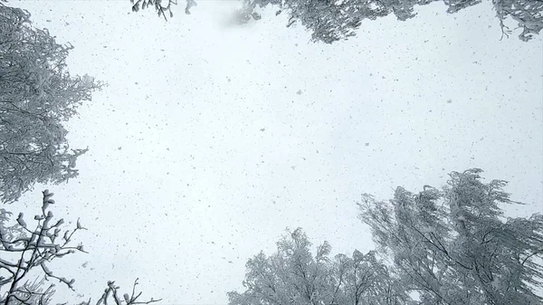 从天上掉下来的雪 天上下了很多雪 下雪了在冬天 雪花从天上垂直落下来 覆盖着积雪的树梢 雪地的背景 冬季季节背景 — 图库照片