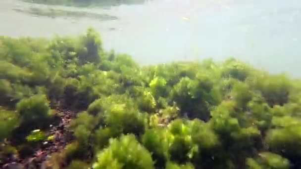 Zielone Glony Przezroczystej Wodzie Kołyszące Się Ebb Przepływu Fali Morskiej — Wideo stockowe