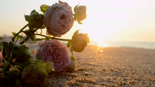 Růže Květiny Ležící Písku Pobřeží Pobřeží Při Západu Slunce Zblízka — Stock video