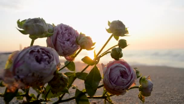 Fiori Rosa Che Trovano Sabbia Spiaggia Costa Riva Mare All — Video Stock