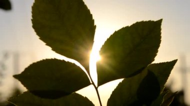 Gün batımında güneşin arka planına karşı yeşil bir yaprağın silueti. Güneş, günbatımında, gün doğumunda dalın yeşil yaprakları arasında parlıyor. Doğayı doğal arka plan olarak kabul et
