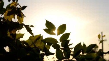 Gün batımında güneşin arka planına karşı yeşil bir yaprağın silueti. Güneş, günbatımında, gün doğumunda dalın yeşil yaprakları arasında parlıyor. Doğayı doğal arka plan olarak kabul et