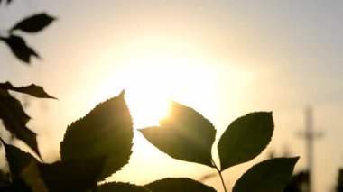 Gün batımında güneşin arka planına karşı yeşil bir yaprağın silueti. Güneş, günbatımında, gün doğumunda dalın yeşil yaprakları arasında parlıyor. Doğayı doğal arka plan olarak kabul et