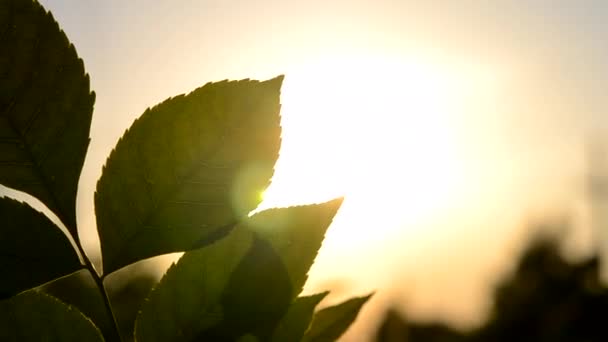夕阳西下 一片绿叶的轮廓映衬着太阳的背景 日落时分 日出时分 阳光照射在树枝上的绿叶上 概念性质自然背景 — 图库视频影像