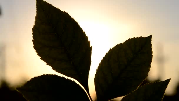 日没の夜明けの間の太陽の背景に対する緑の葉のシルエット 日の出の間に枝に茂みの緑の葉を通して輝く太陽 コンセプト自然の背景 — ストック動画