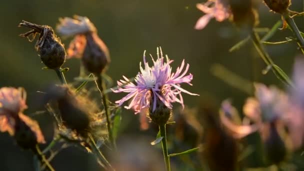 Flor Silvestre Crescimento Selvagem Rosa Balançando Vento Pôr Sol Perto — Vídeo de Stock